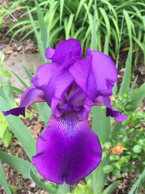 bearded iris flower 3