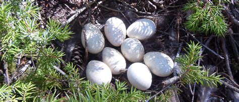 The Wild Turkey Nesting Ritual - The National Wild Turkey Federation