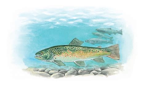 Forelle aus dem Lexikon | wissen.de