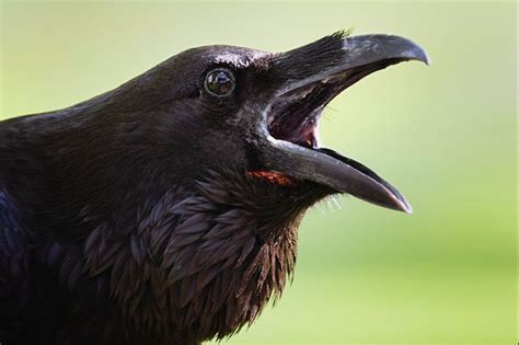 Crazy Cawing Crow Animated Prop Mystic Halloween Blog