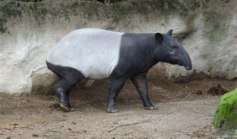 Malayan tapir facts, distribution & population | BioDB