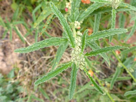 linear leaves   sphaeralcea angustifolia malvaceae