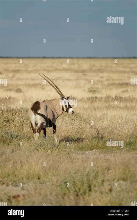 Namibian Landscape Photography Hi Res Stock Photography And Images Alamy