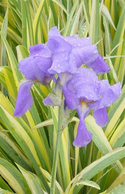 Iris variegated 1 gal – Online Store – Bremerton City Nursery