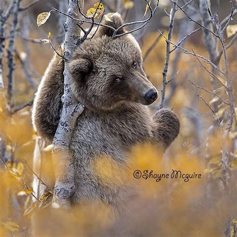 Grizzly Cub Scratching Its Back in Fall Color