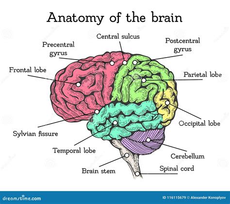 Esquema De Color De La Anatomía Del Cerebro Ilustración Del Vector