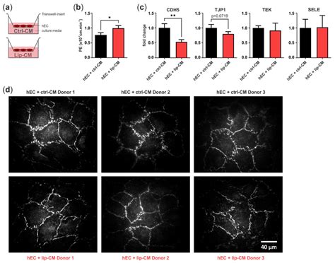 Transwell Assay For Endothelial Permeability A Schematic