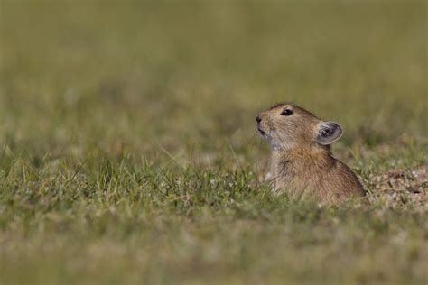 Plateau Pika Ochotona Curzoniae The Plateau Pika Ochot Flickr