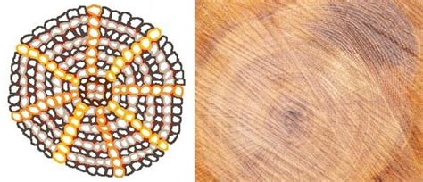 7. Left: Idealised representation of a tree section showing the xylem ...