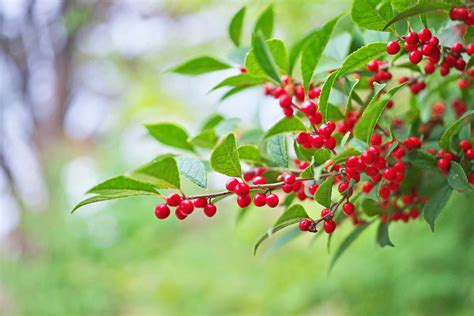 18 Species Of Holly Plants