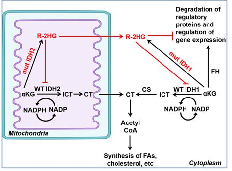 Schematic Presentation Of The Difference In Cellular Pathways Of