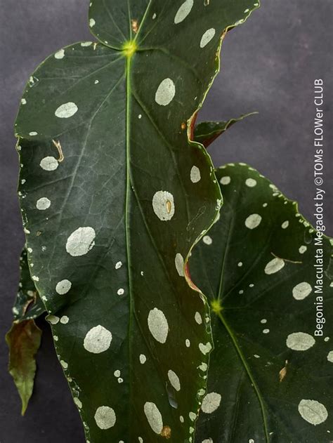 Begonia Maculata Megadot Kaufen Auf Ricardo