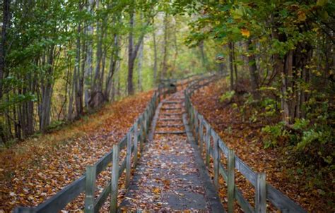 Wallpaper Autumn Forest Leaves Trees Park The Way For Mobile And