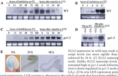 Figure From Gibberellin Regulates Arabidopsis Seed Germination Via