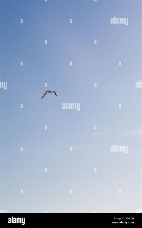 Bird Albatross is flying in the blue sky Stock Photo - Alamy