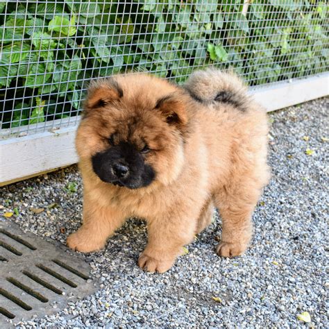 How Much Are Chow Chows Puppies