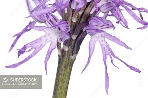 Naked Man Orchid Orchis Italica Widespread Around The Mediterranean Often Growing In