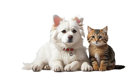 Download Vector Silueta Perro Y Gato Png Pictures