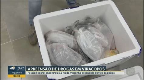 Mulher Presa Ao Desembarcar Em Viracopos Kg De Skunk Dentro