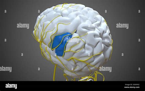 Brain supramarginal gyrus Anatomy For Medical Concept 3D Illustration ...