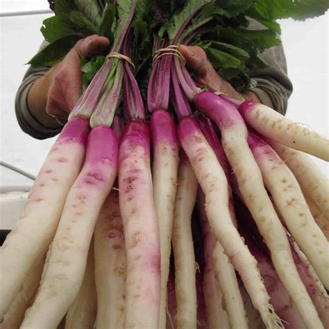 Is it a Turnip or Rutabaga? Growing some special varieties - Broadfork