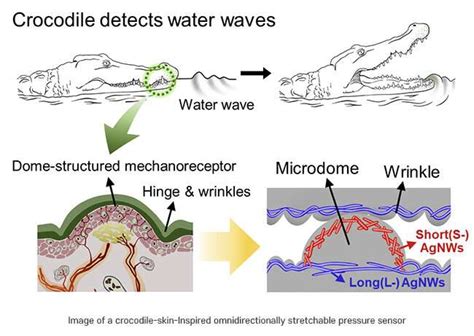 Stretchable Electronic Skin Inspired By Crocodile