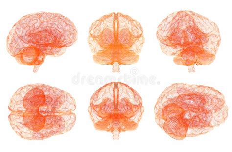 Ser Humano Brain Anatomy Grupo De Vistas M Ltiplas Imagem De Stock