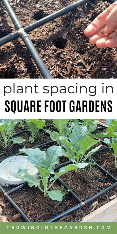 Plant Spacing in Square Foot Gardens - Growing In The Garden
