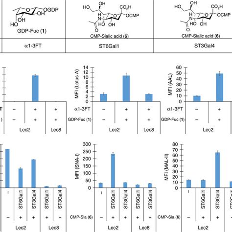 Validate The Specificity Of In Situ Glycosylation Strategy A