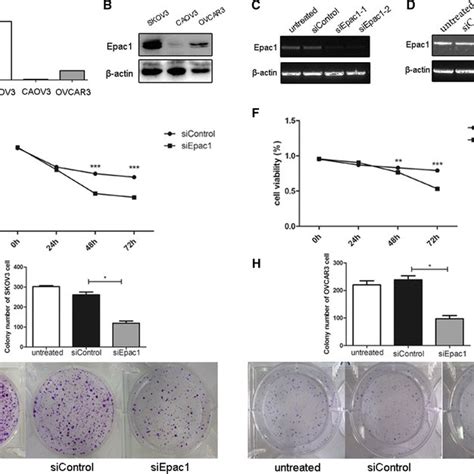 Epac1 Knockdown Inhibited Cell Proliferation And Colony Formation