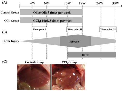 Mouse Model Of Carbon Tetrachloride Induced Liver Fibrosis