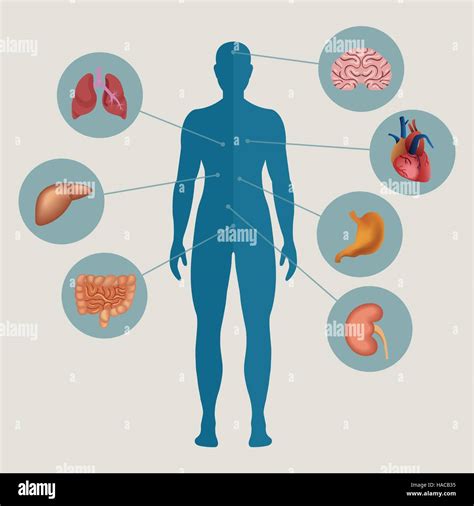 Human Organs Infographic Stockfotos And Human Organs Infographic Bilder