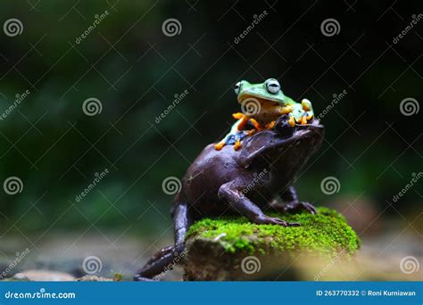 Flying Frog, Javan Tree Frog, Rhacophorus Reinwartii Stock Photo - Image of flora, insect: 263770332