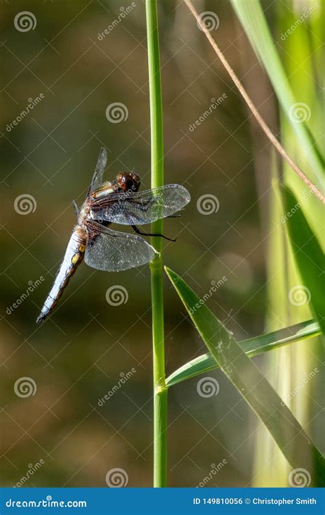 Chaser Libellula Depressa De Cuerpo Amplio Foto De Archivo Imagen De