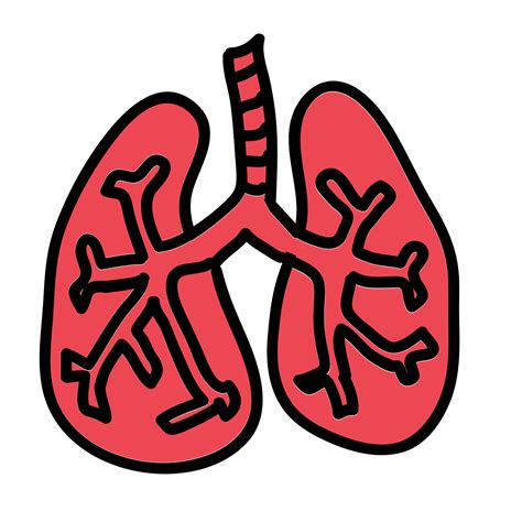 Lungs Png Transparent Image Download Size 1600x1600px