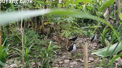 Jerat Burung Ruak Ruak Di Kebun YouTube