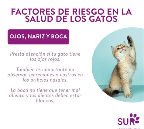 Prevenci N De Enfermedades En Gatos Centro Veterinario Sur