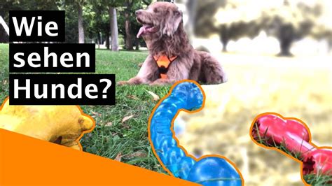 Experiment Welche Farben Sehen Hunde Drei Spielzeuge Zur Wahl Youtube