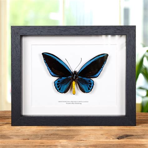 Priam S Blue Birdwing In Box Frame Ornithoptera Priamus Urvillianus