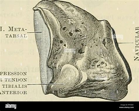 medial cuneiform bone  res stock photography  images alamy