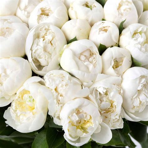 Купить саженцы