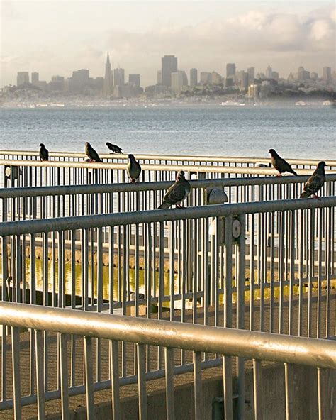 Sausalito ferry terminal | San francisco travel, California travel ...