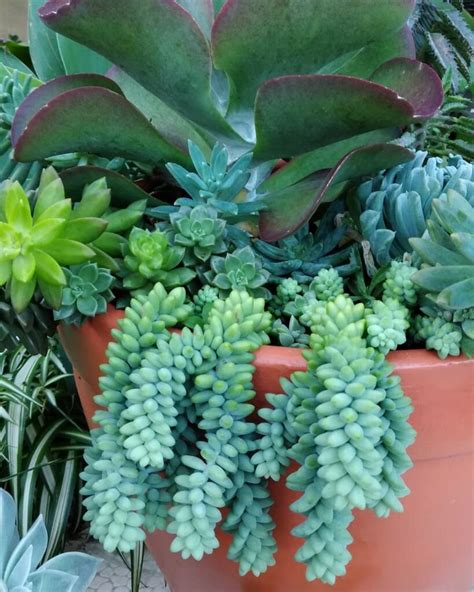 How To Care For Sedum Morganianum Burros Tail