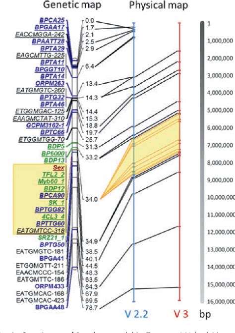 Table 1 From The Sex Linked Region In Populus Tremuloides Turesson 141