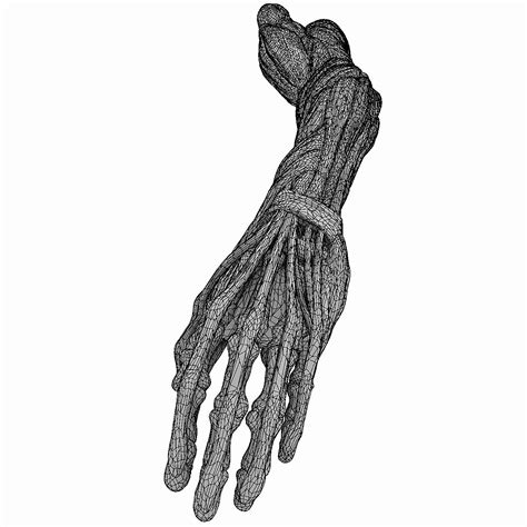 Human Arm Anatomy 3d Model 59 Fbx Ma Obj Max Free3d