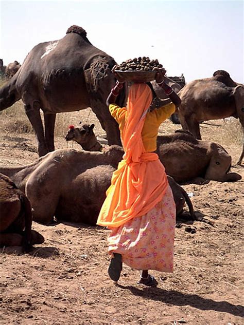 Foire Aux Chameaux Pushkar Dromadaires Animaux Foire Aux