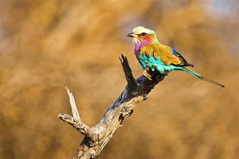 African Birds: The Good, The Bad And The Ugly