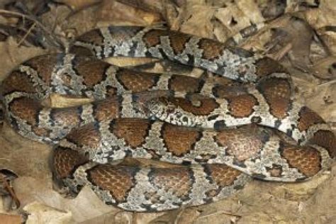 Eastern Milksnake Nc Wildlife