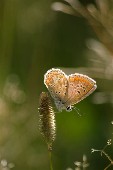 azuré dans le soleil François Reitz Flickr