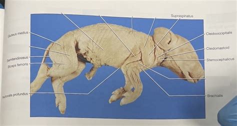 Fetal Pig Musculature Diagram | Quizlet